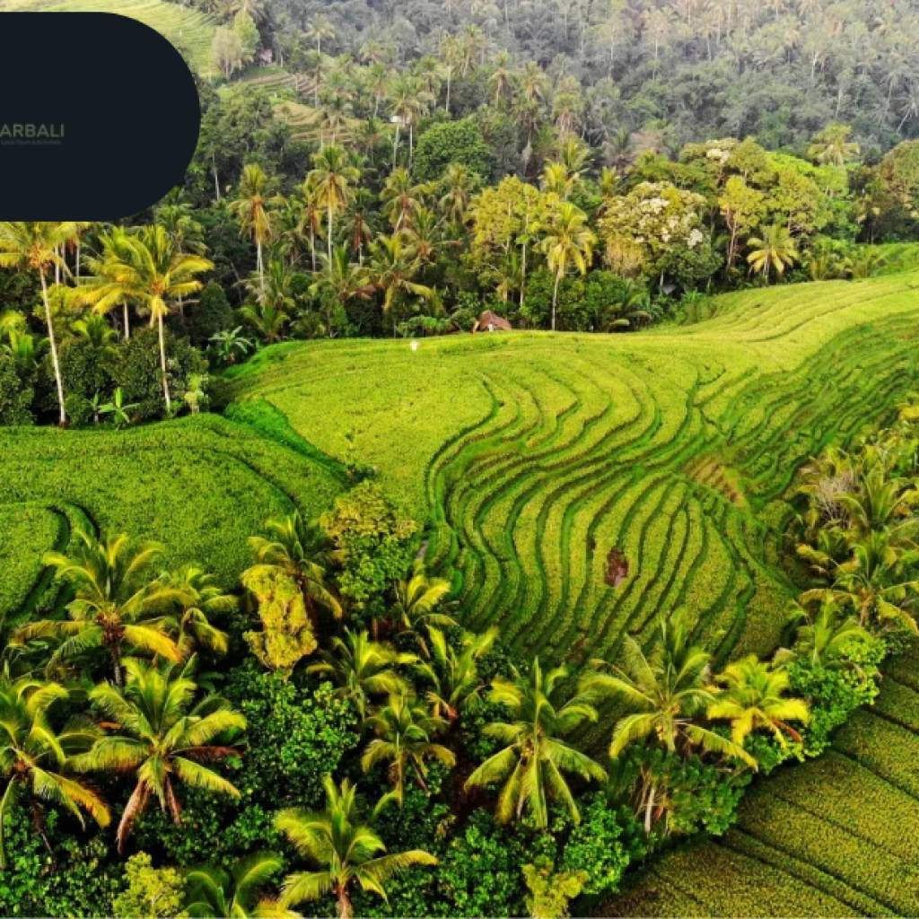 Experience a Private Bali Tour Online – Book Now for Seamless Convenience
