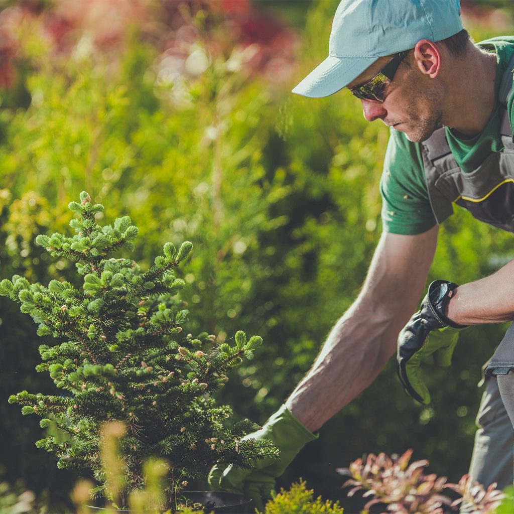 Effective lawn care: tackle weeds with local treatments Effective lawn care: tackle weeds with local treatments