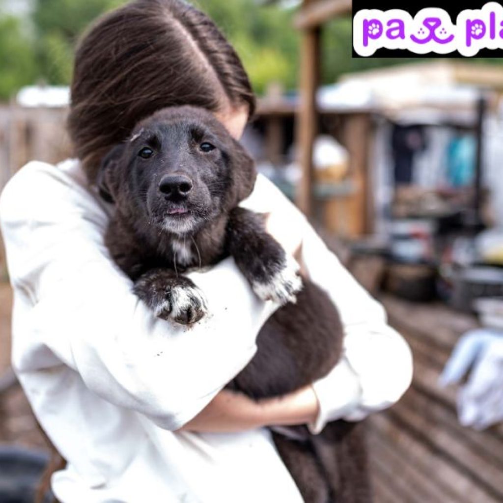 Find a Match for Your Furry Friend: Safe Dog Dating Online