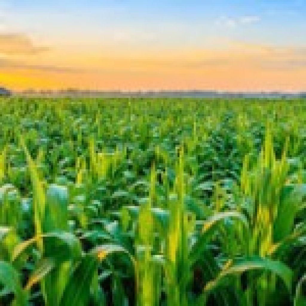 Premium Rock Phosphate for Healthy Crops and Soil Health