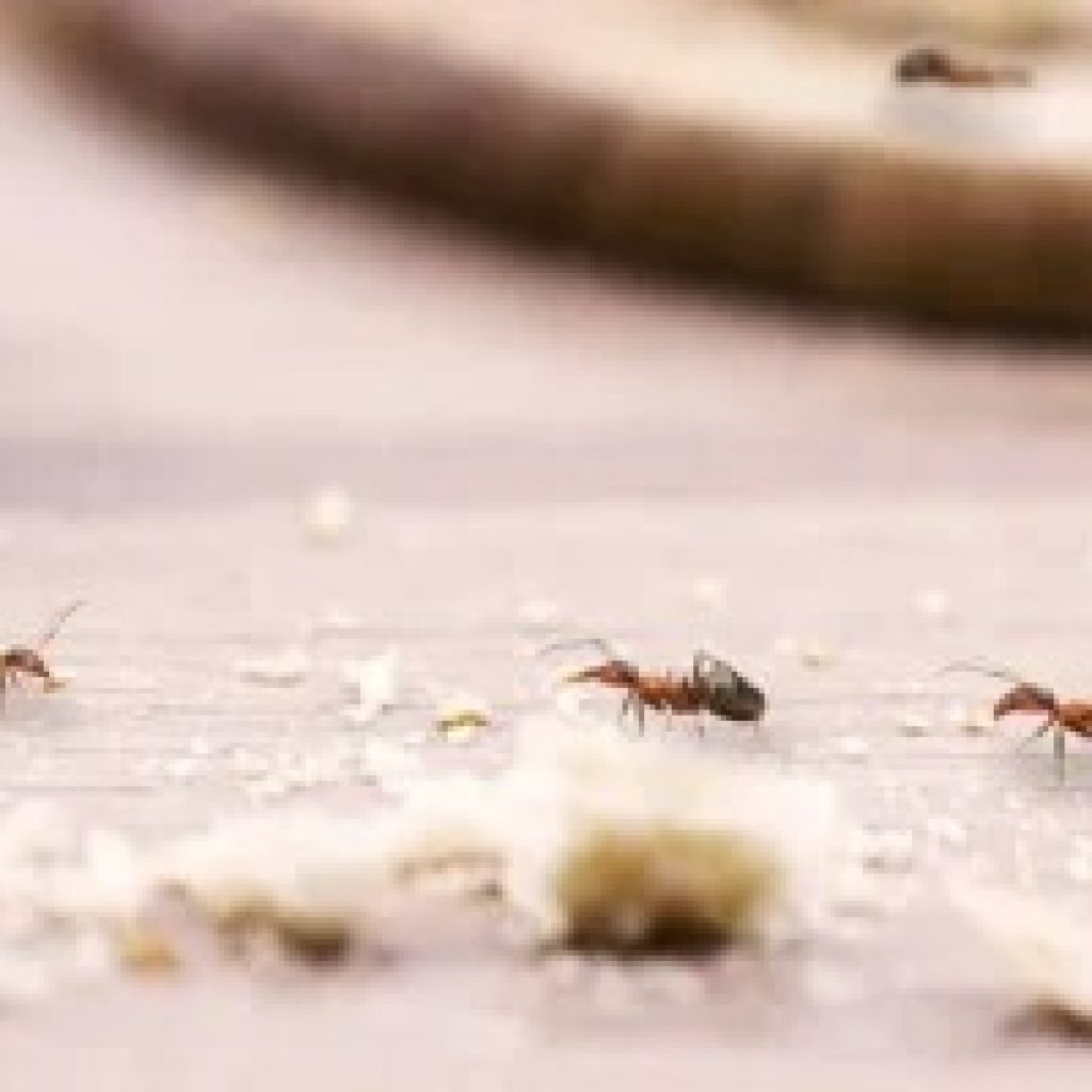 Reliable Pest Control Services in Williams Landing and Surrounds