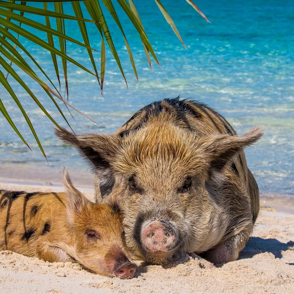 Unforgettable Nassau: Pig-Friendly Ocean Tour for All Ages