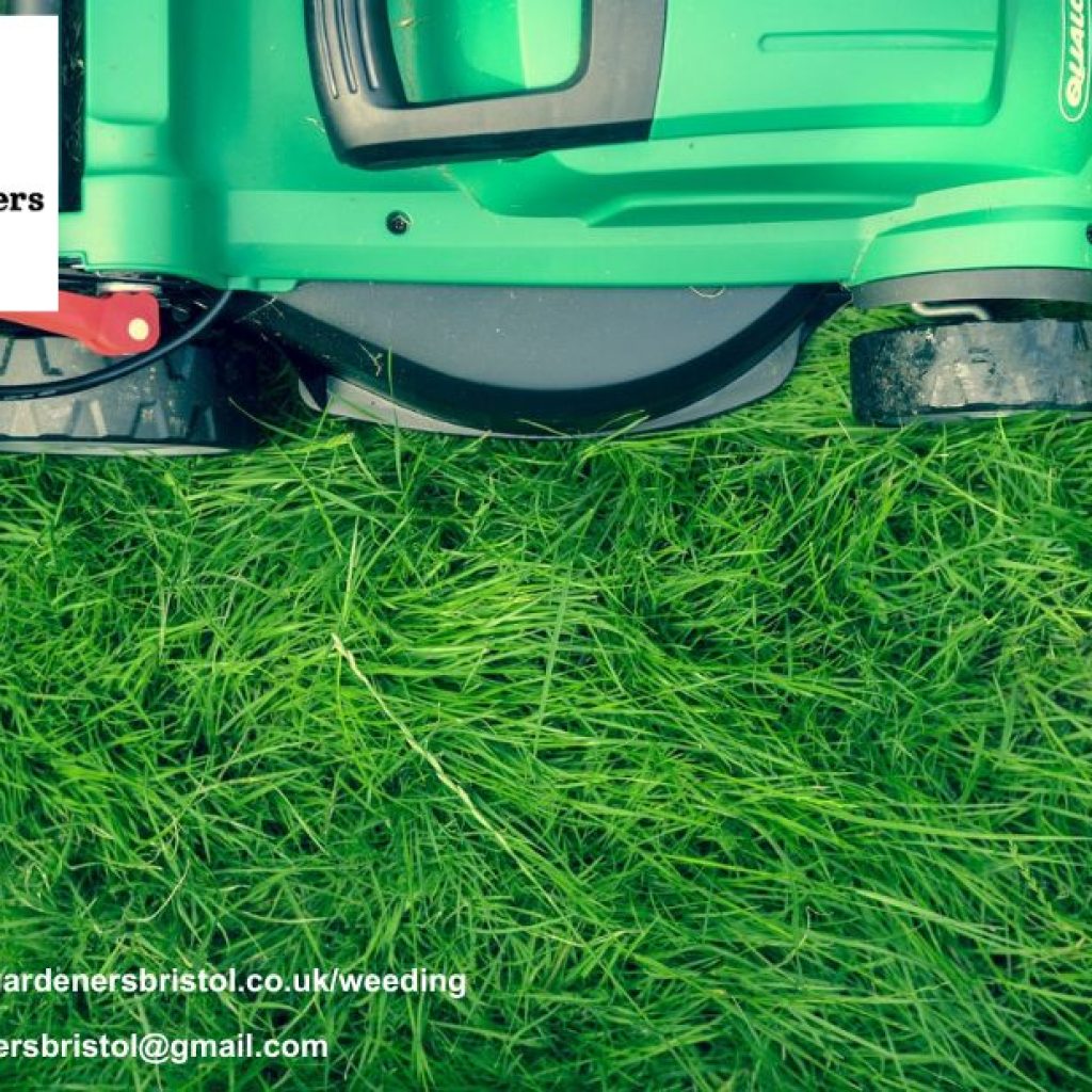 Transform Your Lawn: Bespoke Shaping Solutions in Bristol Transform Your Lawn: Bespoke Shaping Solutions in Bristol