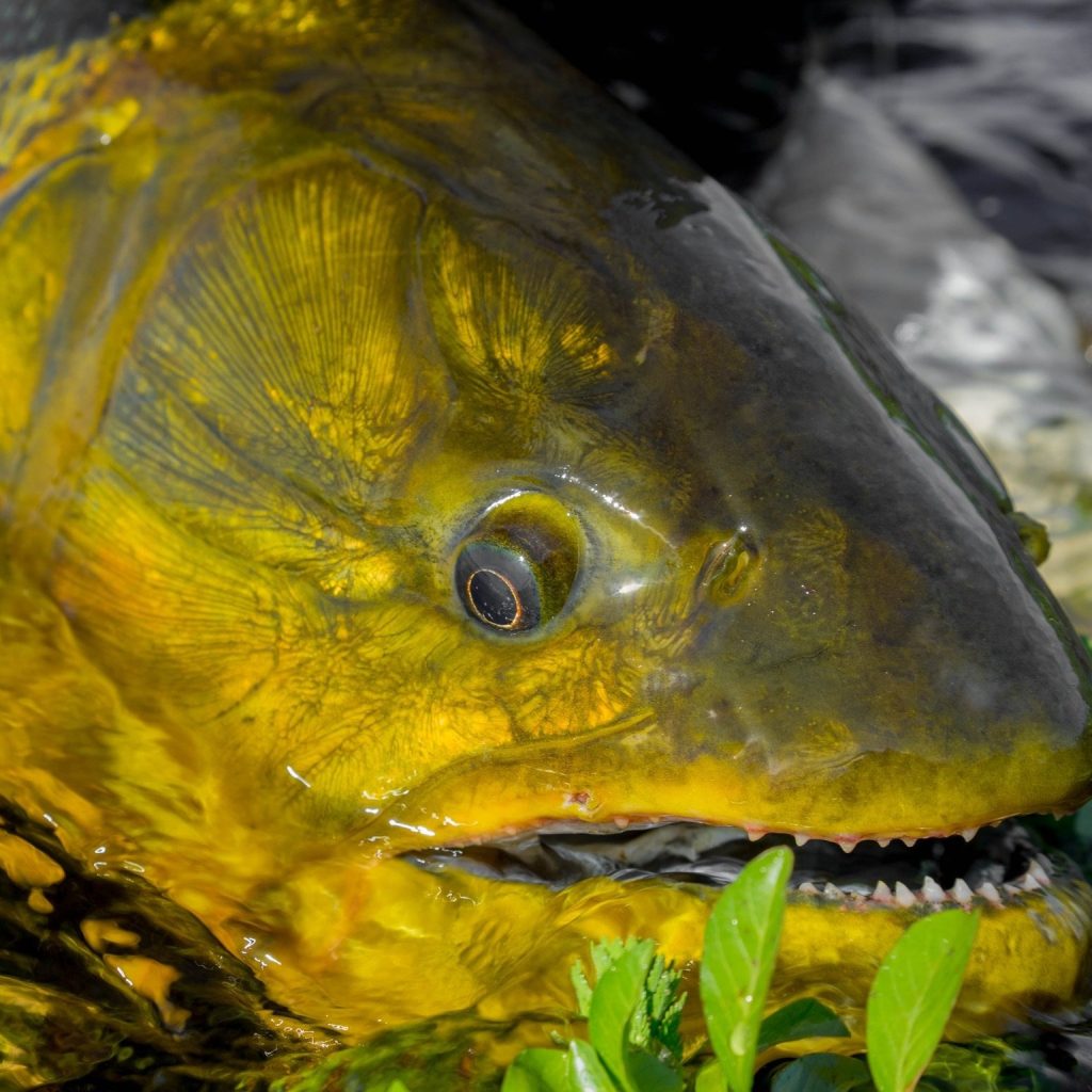 World-class Bonefishing in the Bahamas – Expert Guides & Prime Flats