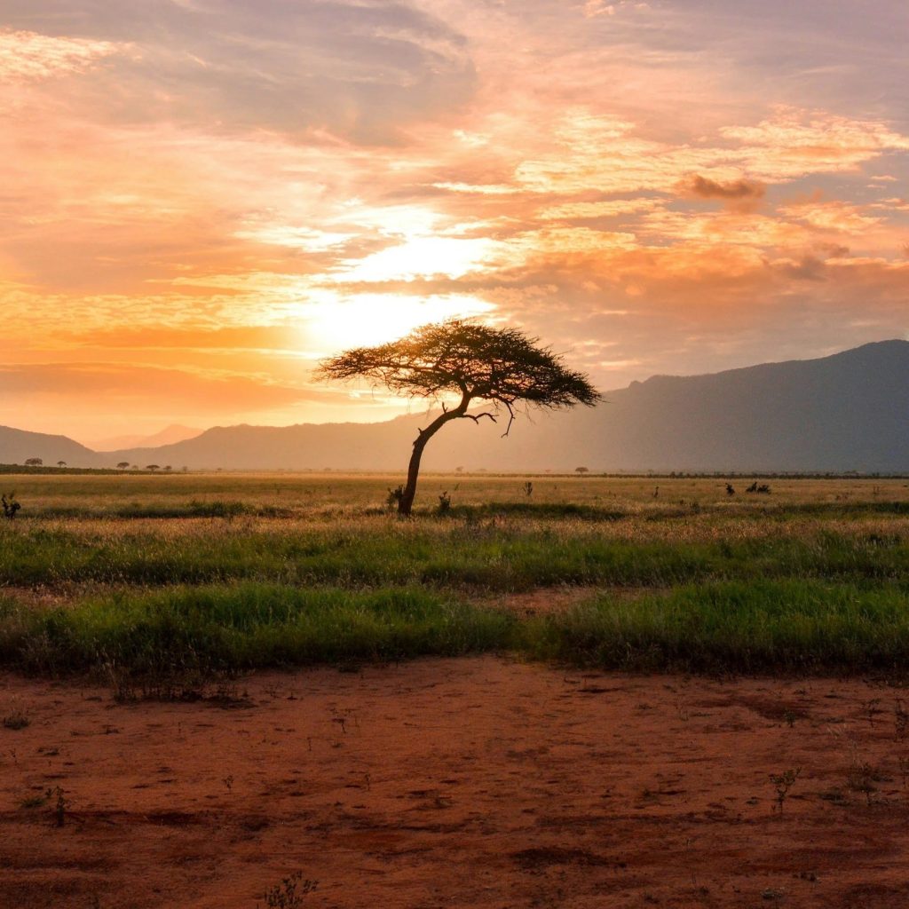 Discover an African Safari From USA: Dream Trips Await