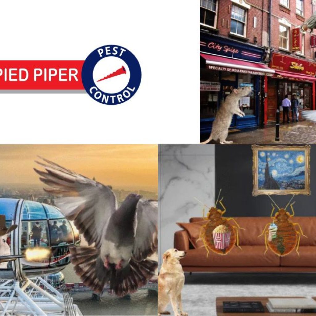 Reliable Pest Control Services for Camden Homes and Businesses