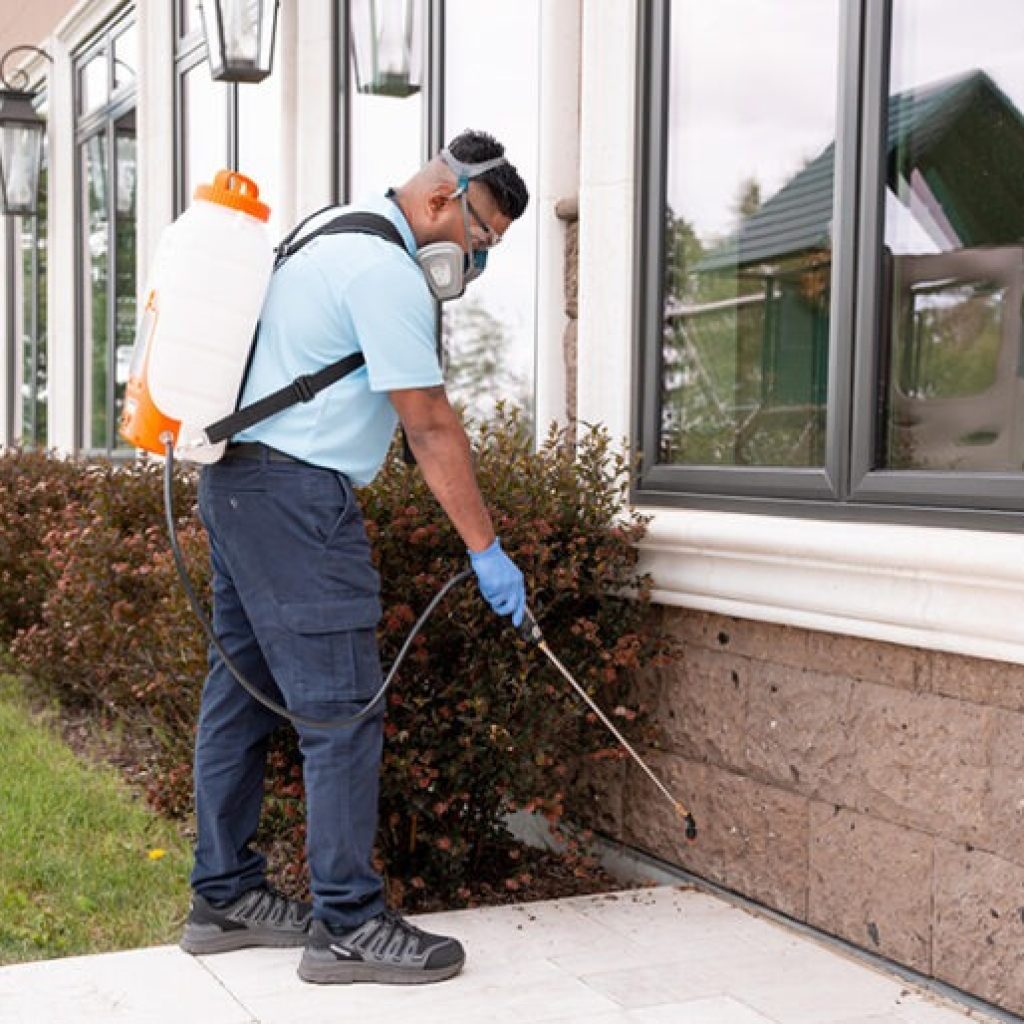 Expert Ant Management in Calgary for a Pest-Free Home Expert Ant Management in Calgary for a Pest-Free Home