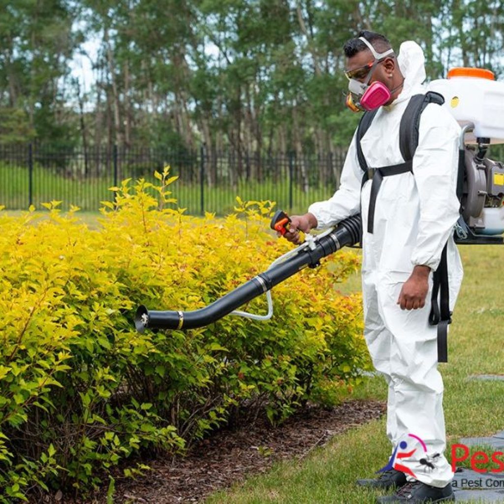 Effective Roach Removal for Calgary Homes and Businesses