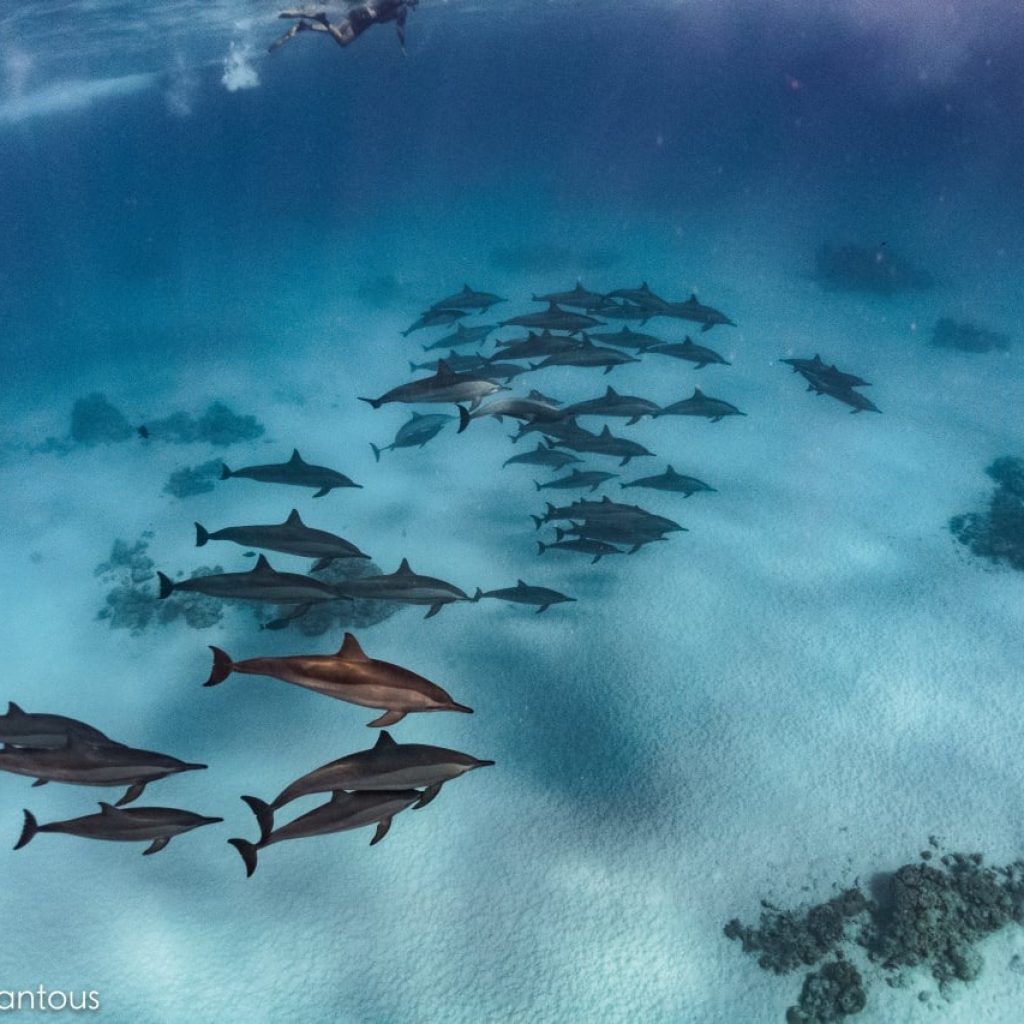 When to dive the Red Sea: seasons, conditions and tips