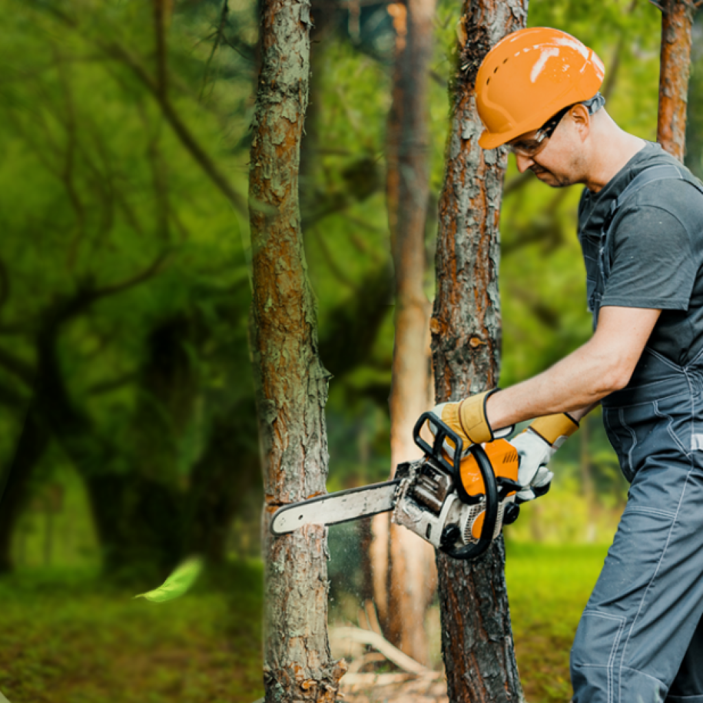 Landscaping And Tree Service Dothan | Mytreecutter.com
