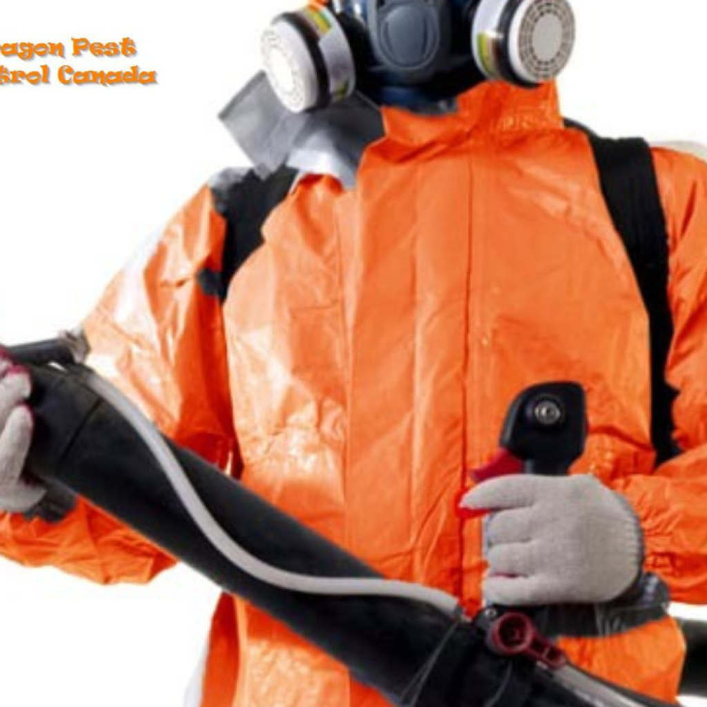 Expert Edmonton Wasp Control: Safe, Fast Nest Removal