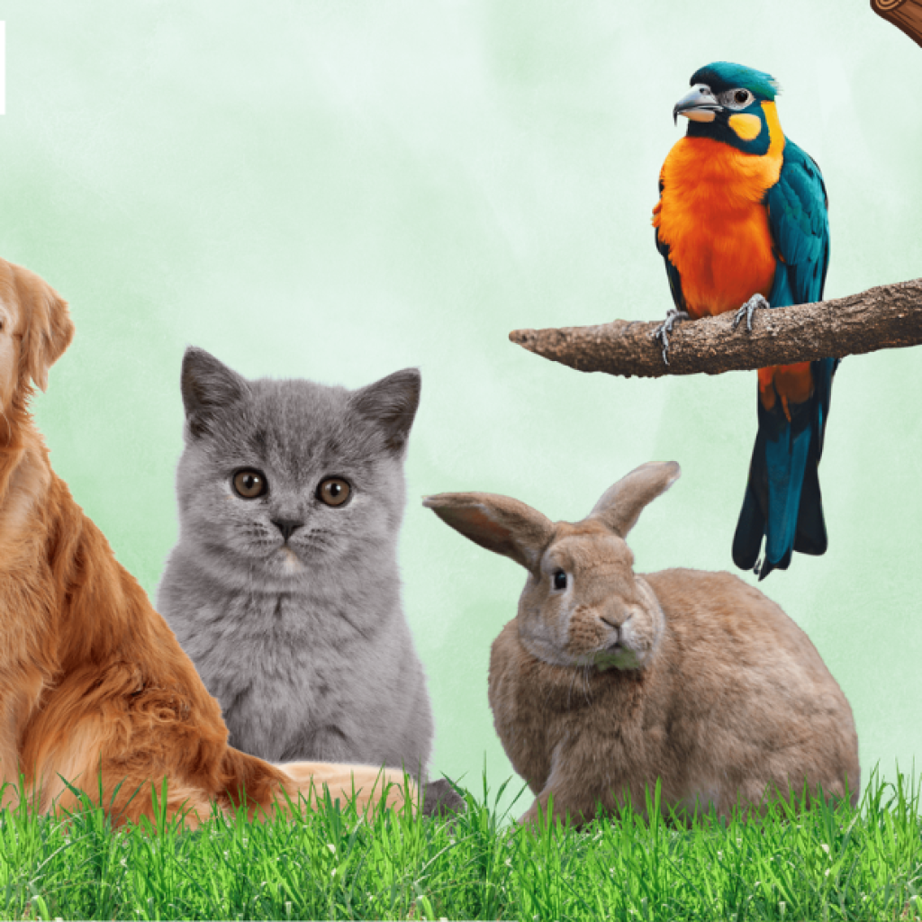 Top Veterinary Care in Doha: Trusted Pet Specialists