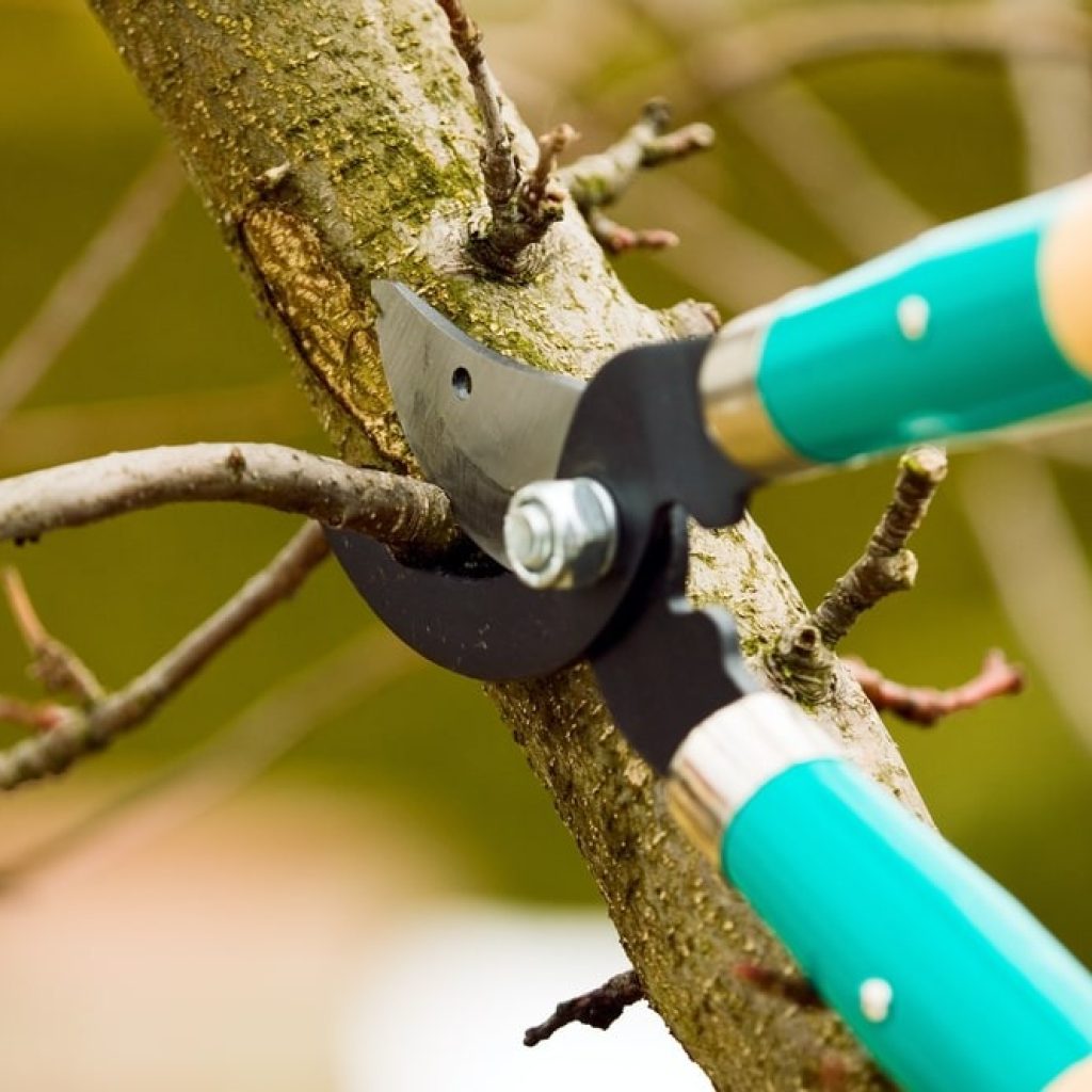 Professional Tree Care in Elk Grove: Safe, Reliable Service
