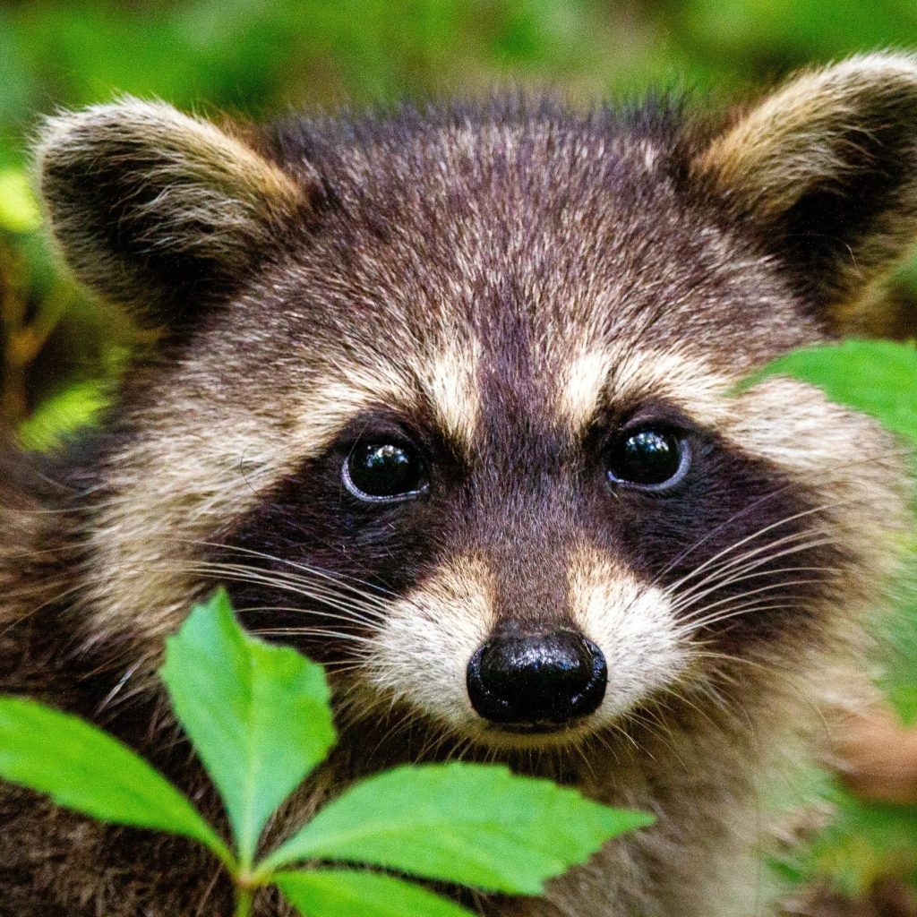 Humane wildlife control in Scranton – expert removal services