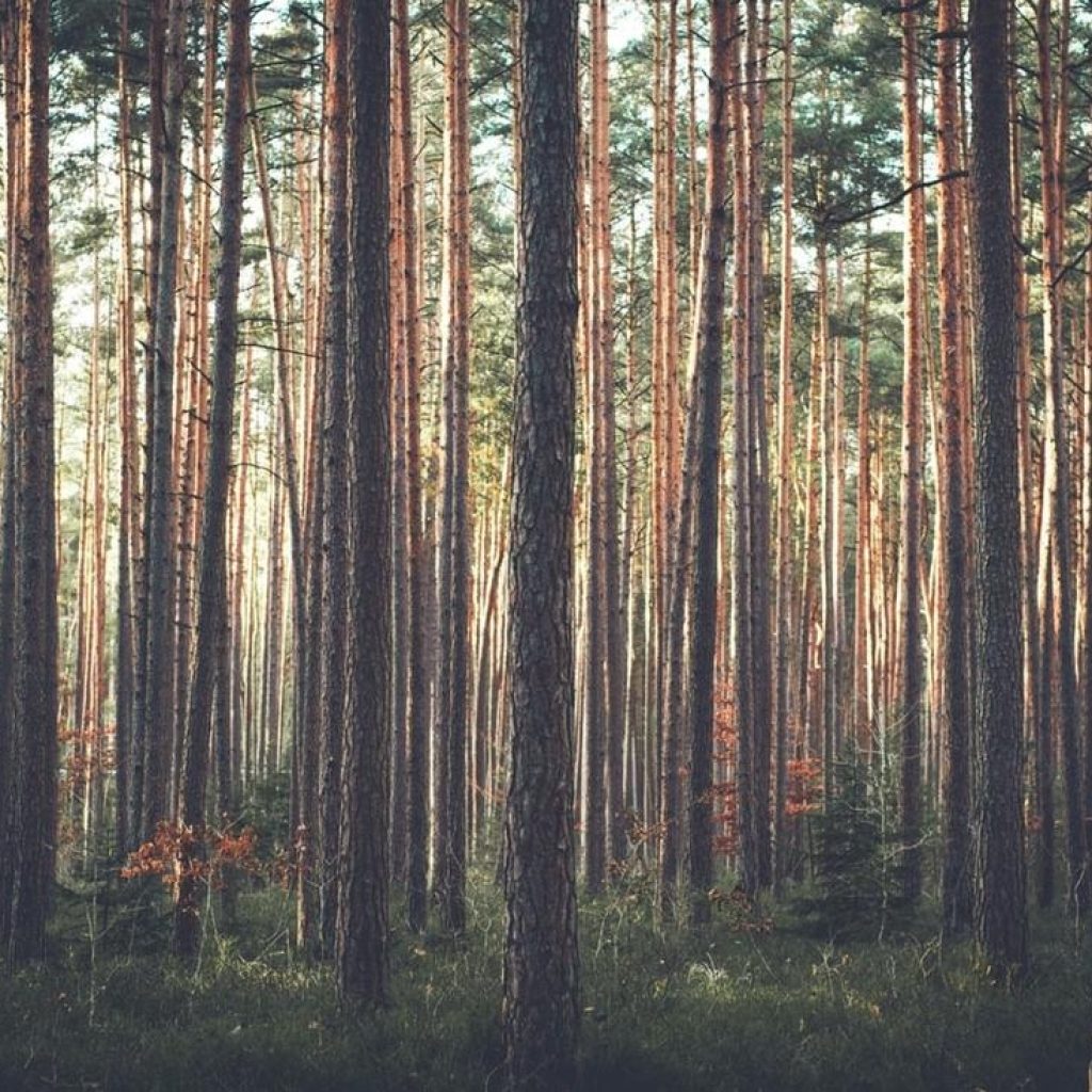 Trusted Arborist Services for Healthy Trees and Safe Properties