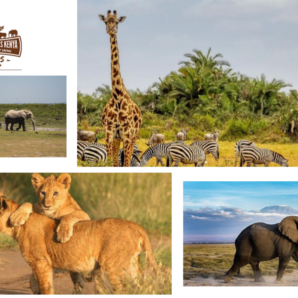 Explore the Masai Mara: Premier Safari Packages for Wildlife Lovers