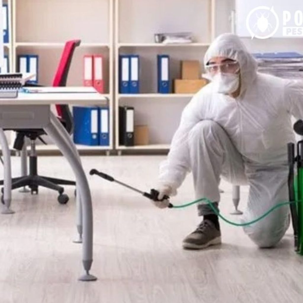 Effective Pest Solutions for Homes and Businesses in Calgary