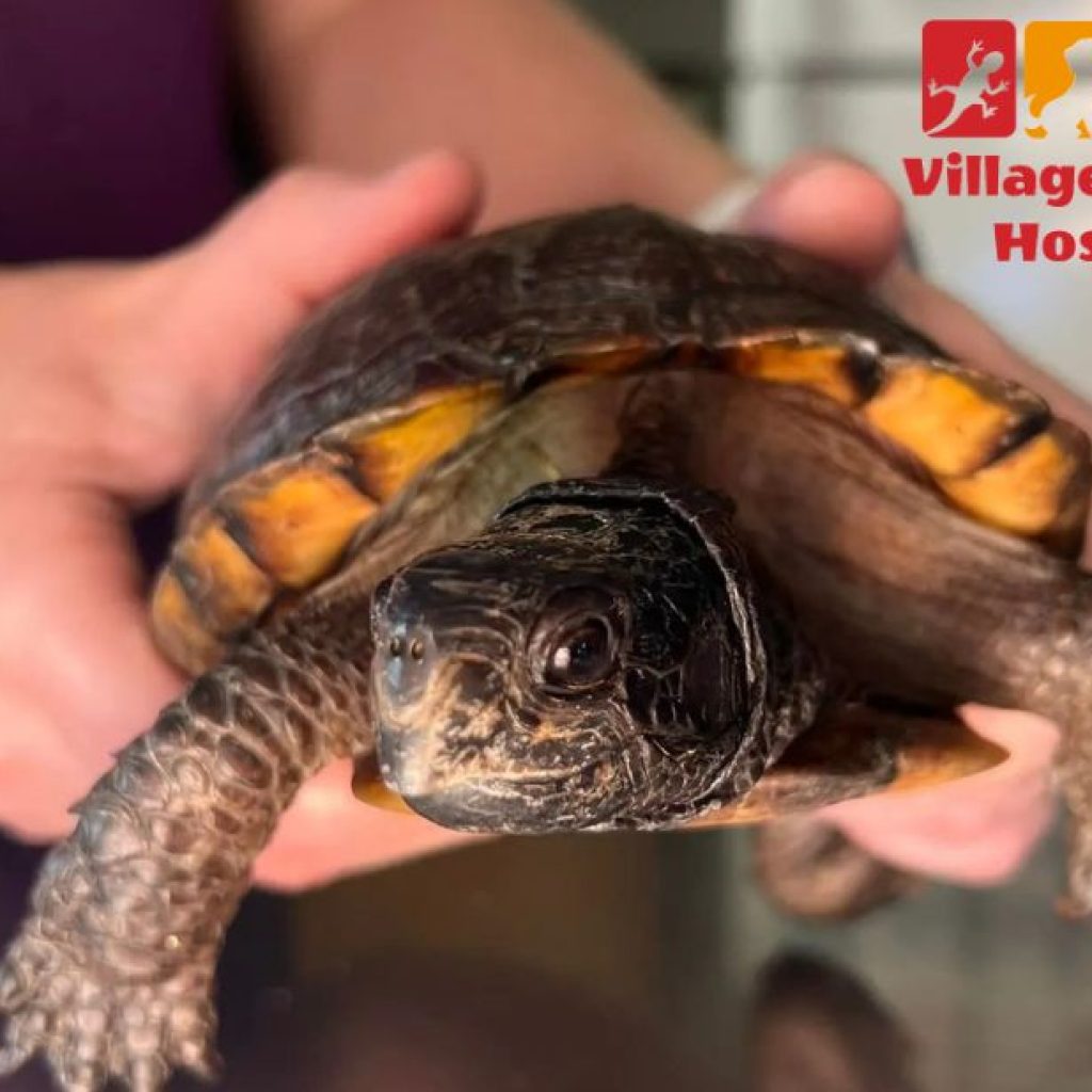 Compassionate Vet Care for Your Pet’s Health and Happiness