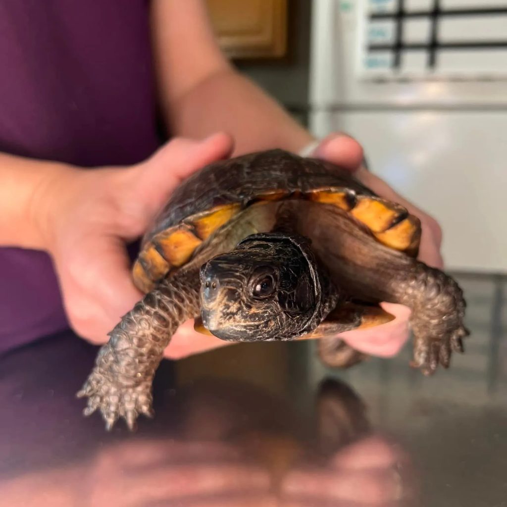 Compassionate Pet Care at Your Local Veterinary Team