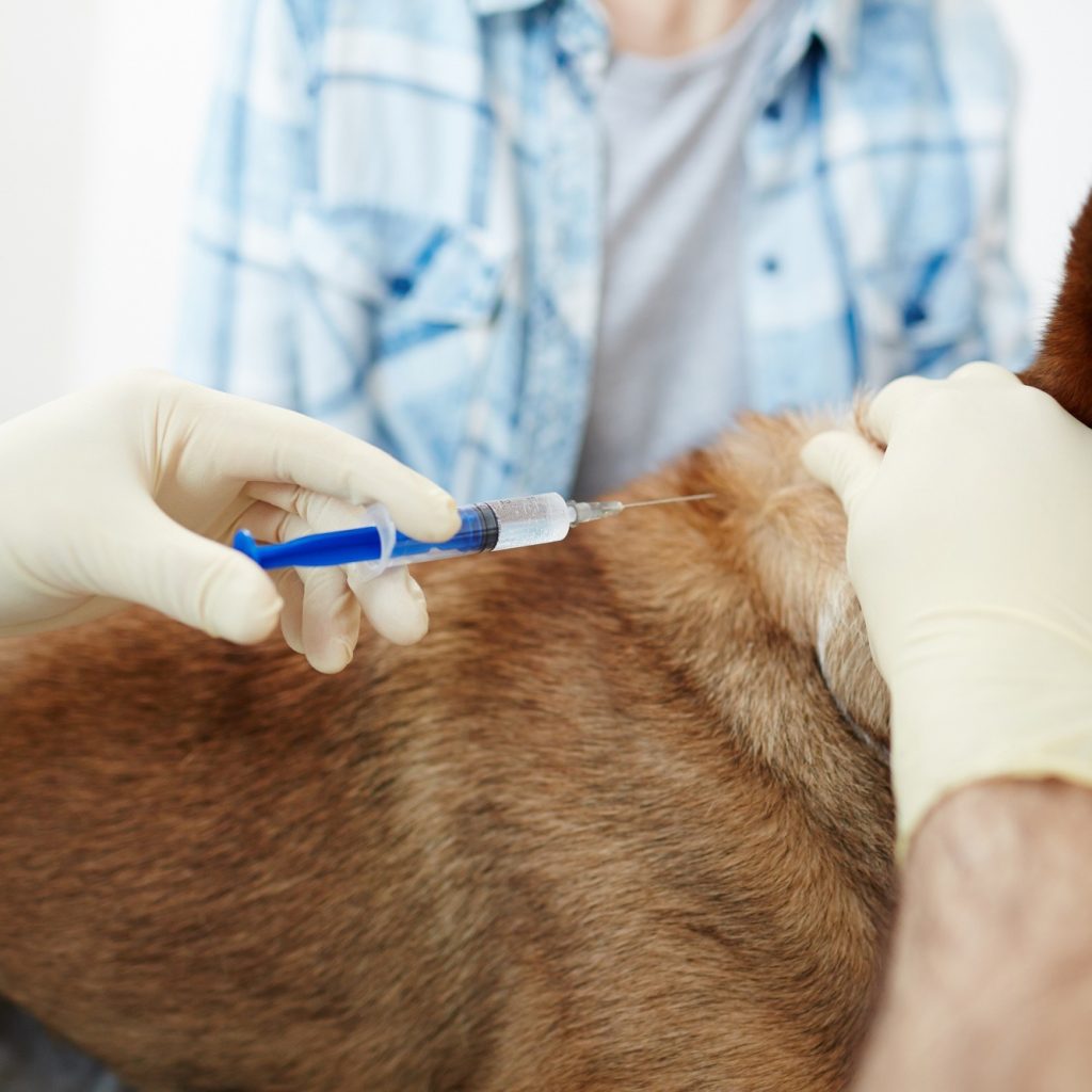 In-Home Vet Care for Your Pet’s Comfort and Convenience
