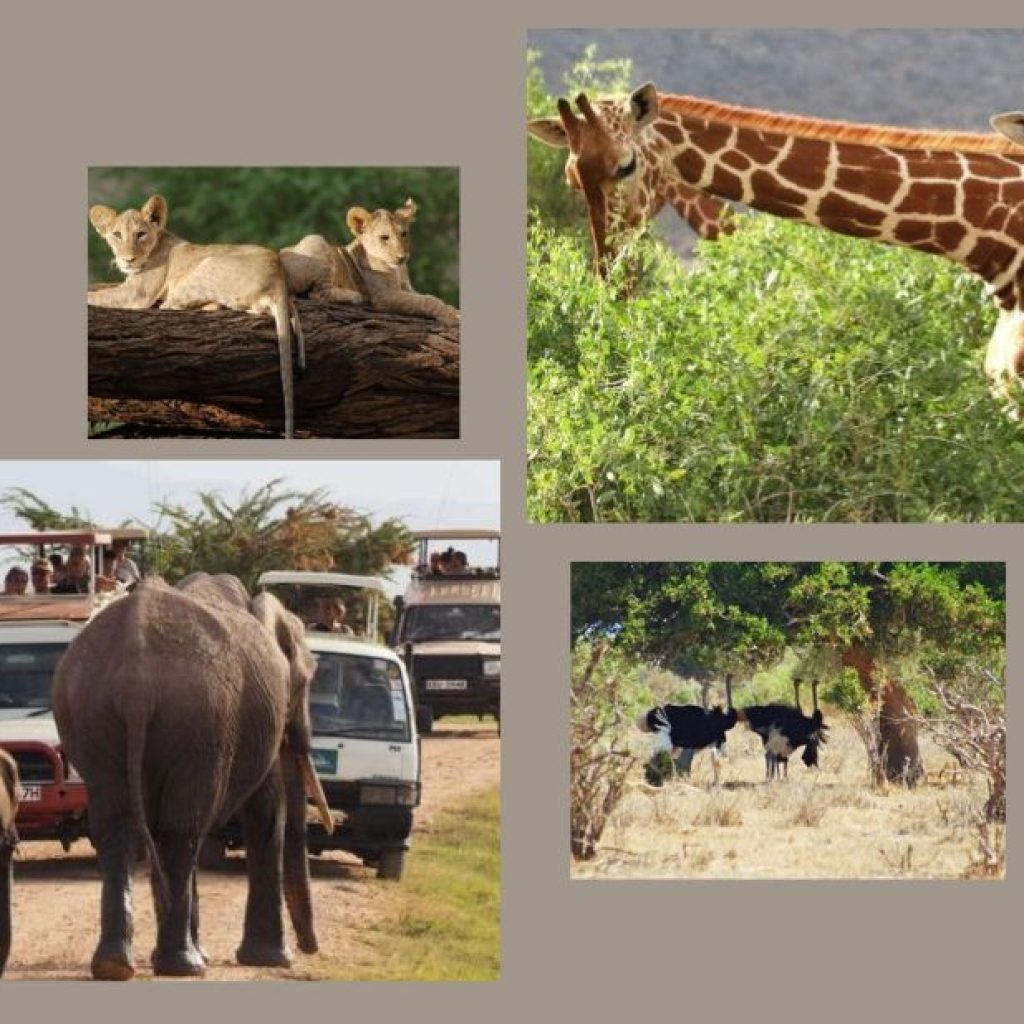 Top Kenya Safari Operators for Unforgettable Adventures