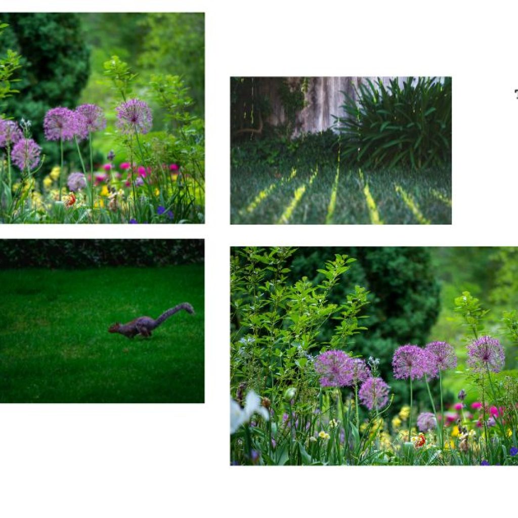 Expert Garden Pruning for a Healthier, Tidier Bristol Garden