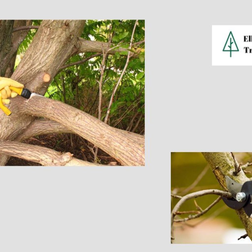 Professional Tree Care in Elk Grove: Safe, Reliable Solutions