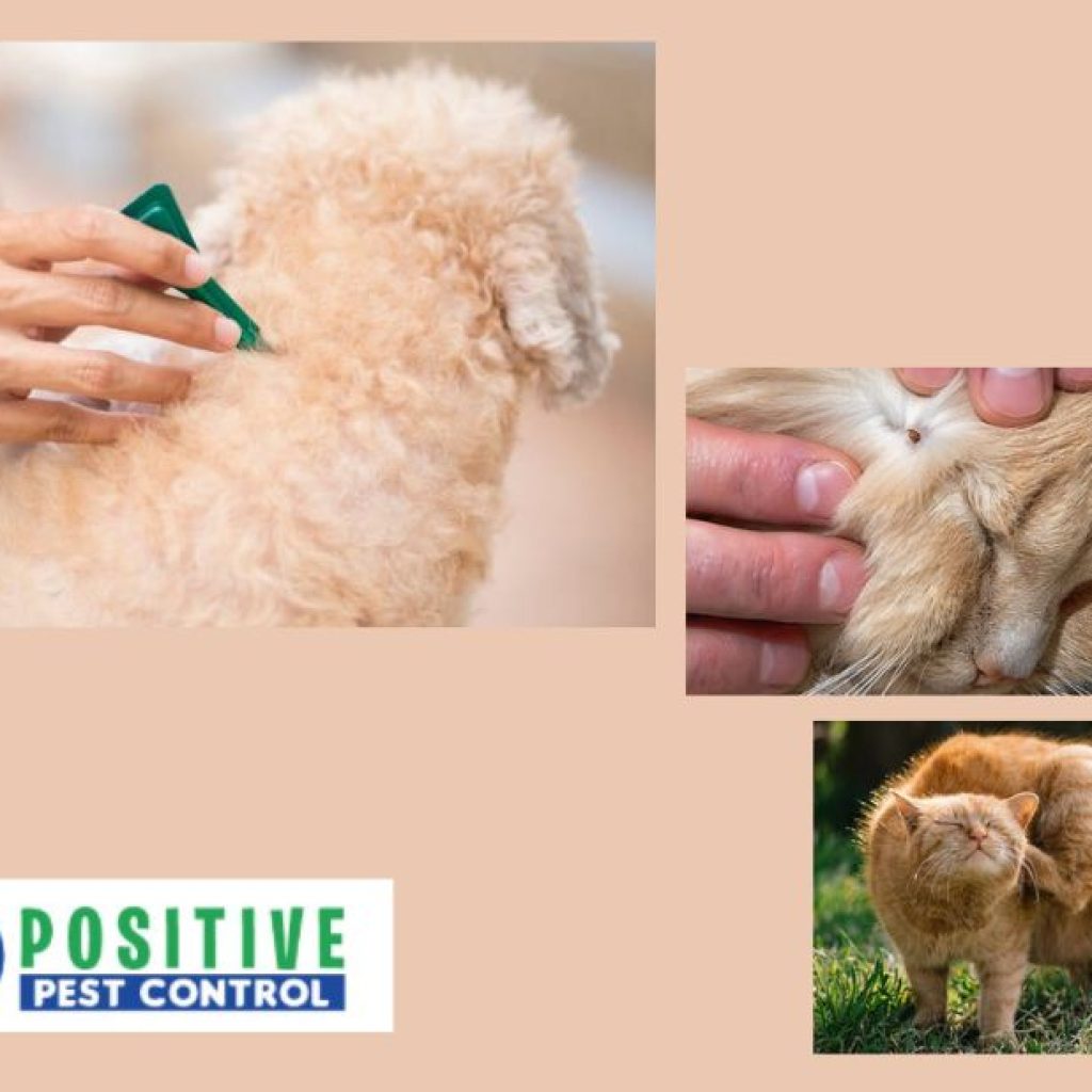 Effective Flea Solutions for Calgary Homes