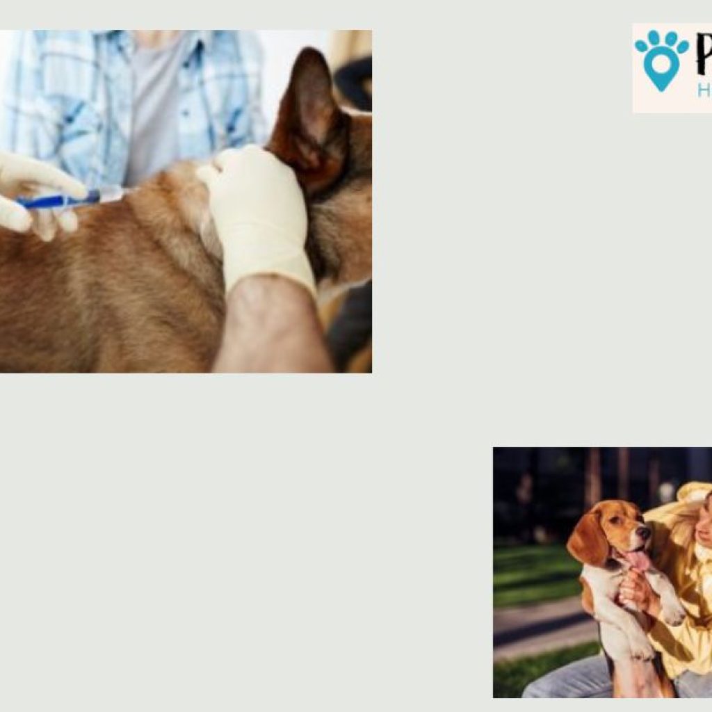 Compassionate at-home end-of-life care for pets in the UK