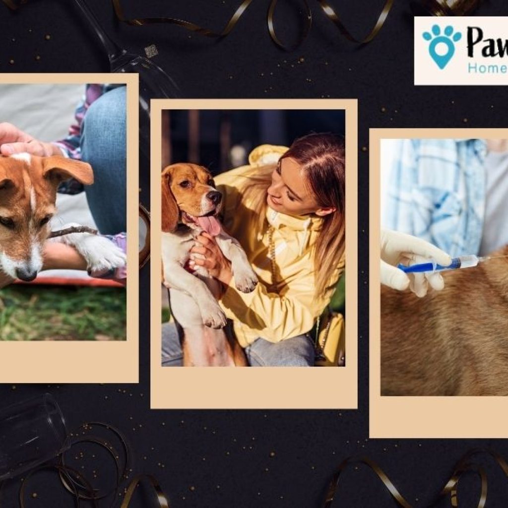 Compassionate in-home end-of-life care for dogs in Calgary