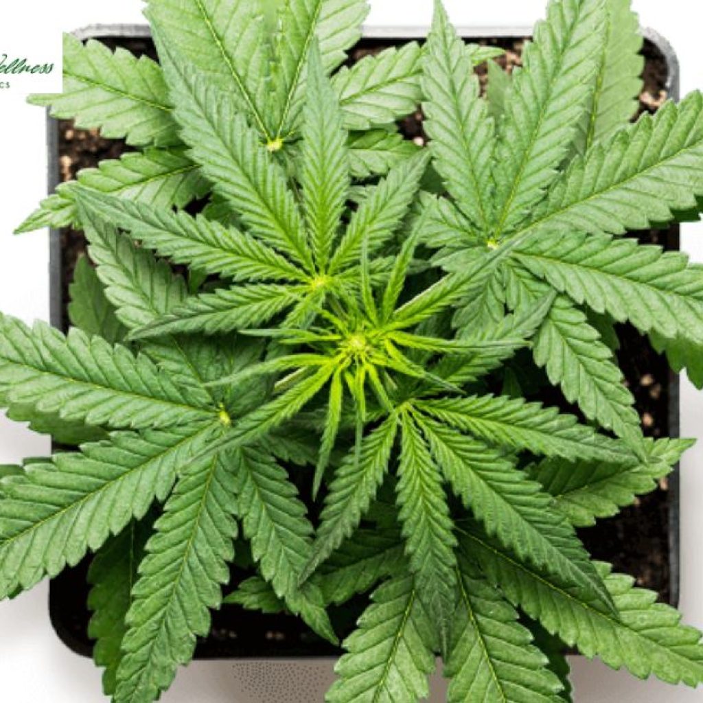 Find Trusted Cannabis Treatment Specialists for Your Wellness