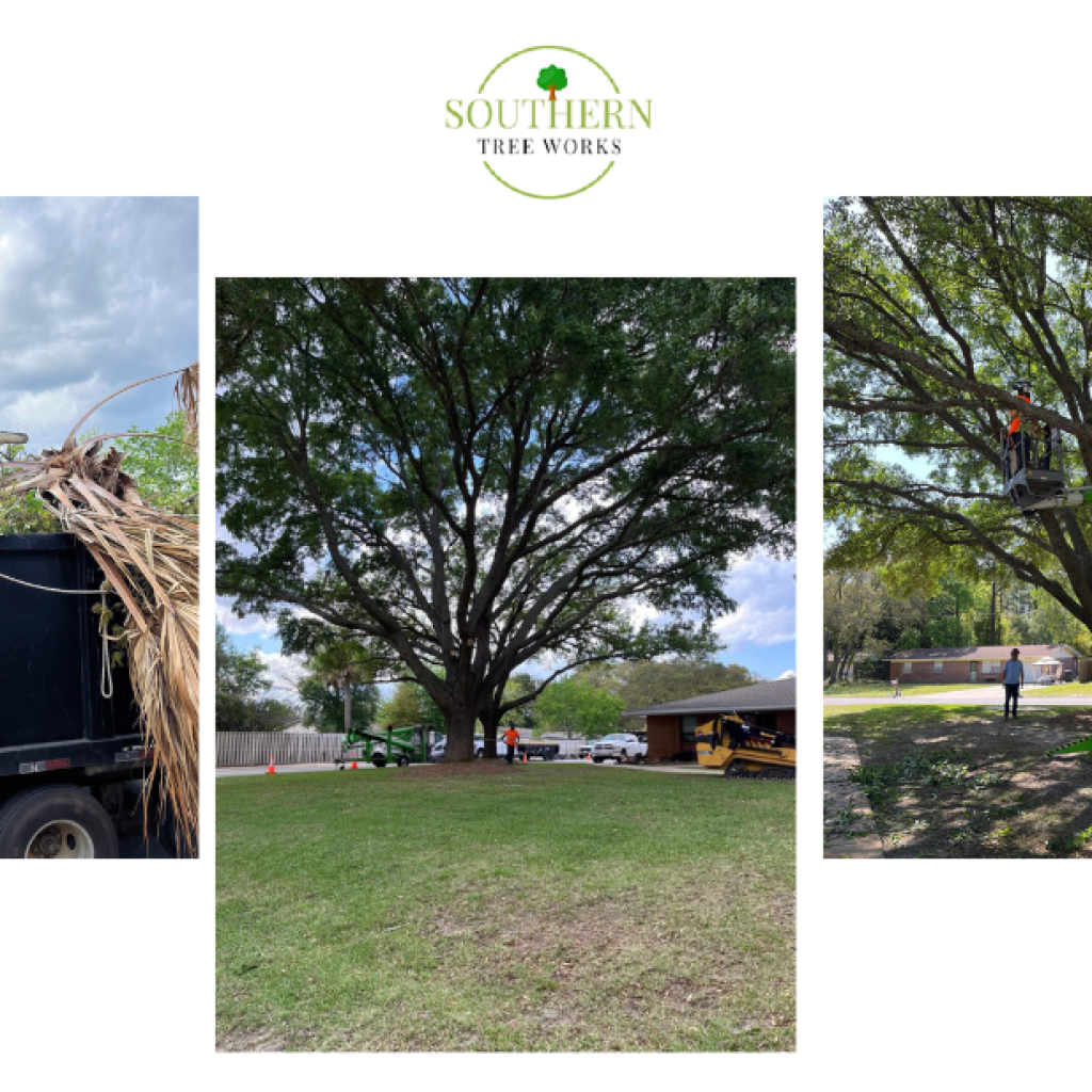 Fast, Safe Tree Removal Services for Dothan Homes