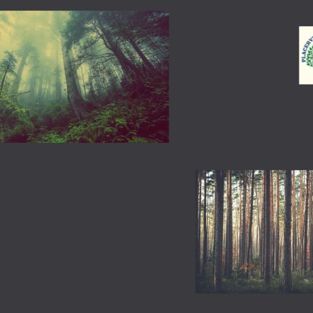 Professional tree care in Placerville — expert trimming, removal & emergencies