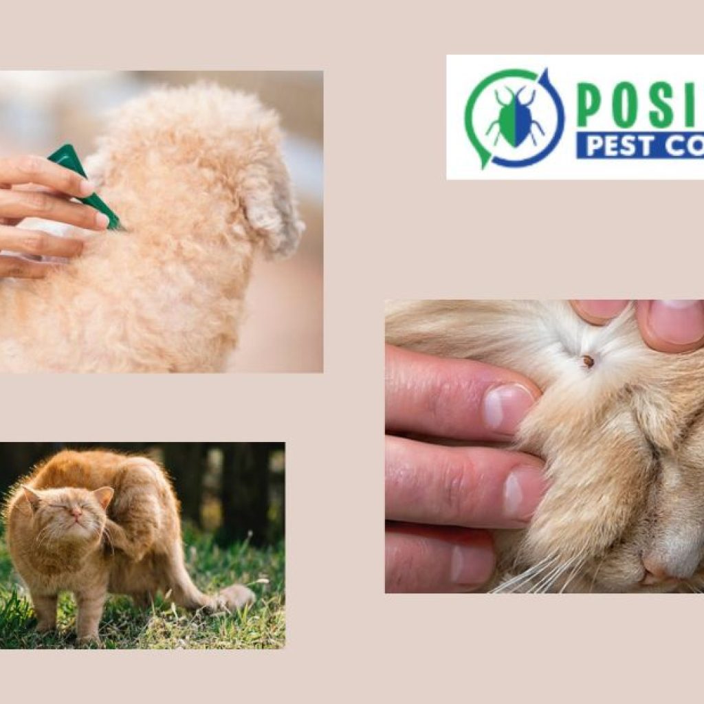 Effective Cockroach Management in Calgary by Local Experts