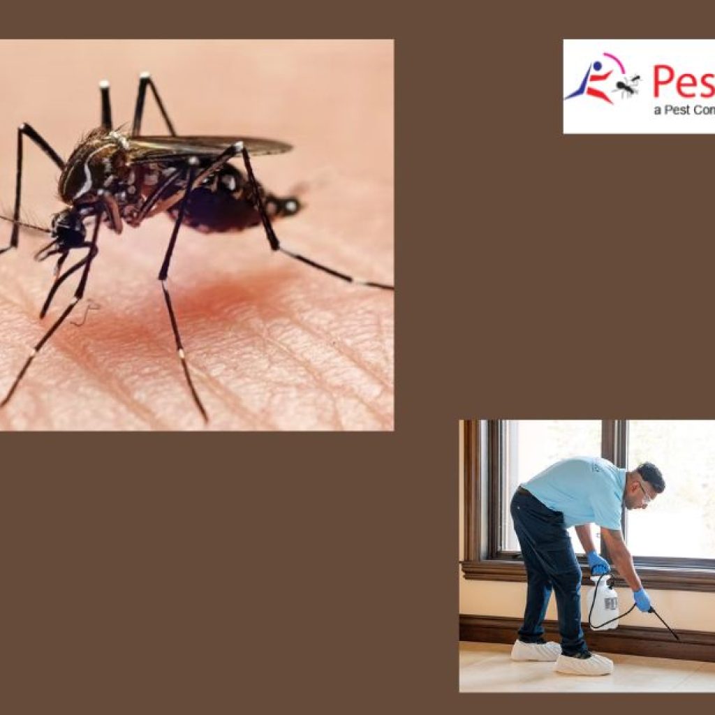 Professional bed bug control from trusted pest experts