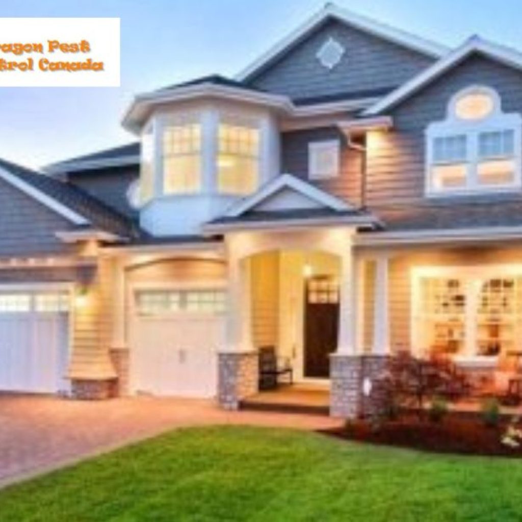 Effective Termite Solutions for Calgary Homes